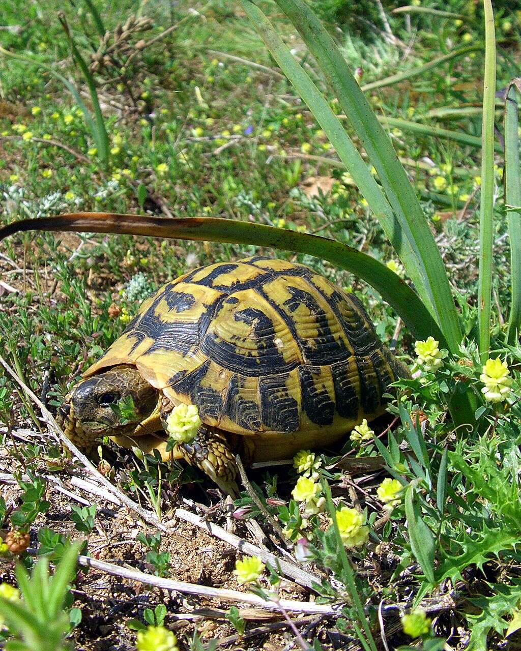 Imagem de Testudo