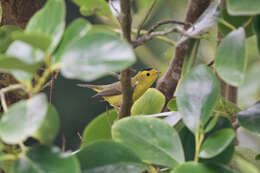 Image of Cardellina pusilla chryseola (Ridgway 1902)