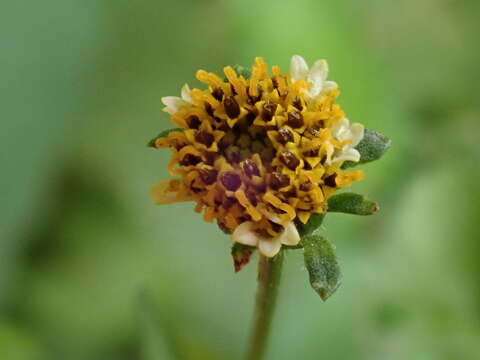 صورة Bidens pilosa var. minor (Bl.) Sherff