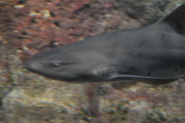 Image of Banded Houndshark