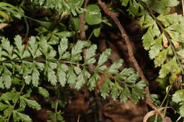 Image of Hispaniolan spleenwort