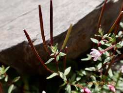 Image de Epilobium hohuanense S. S. Ying