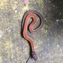 صورة Sibynophis melanocephalus (Gray 1835)