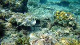 Image of Yellow Stingray