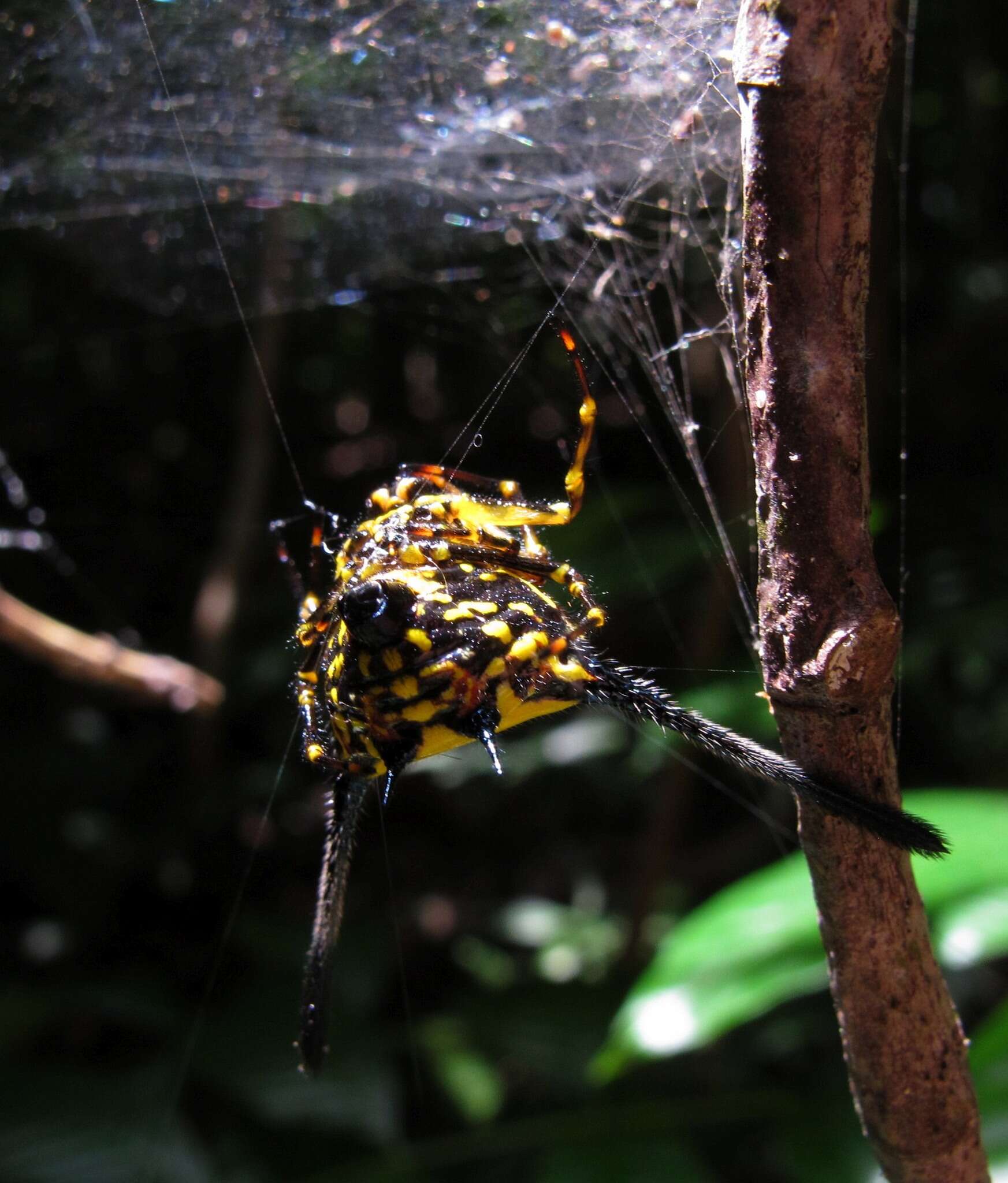 Image of Gasteracantha remifera Butler 1873