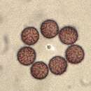 Image of Meriderma carestiae