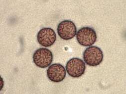 Image of Meriderma carestiae