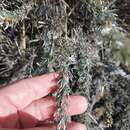 صورة Artemisia rigida (Nutt.) A. Gray