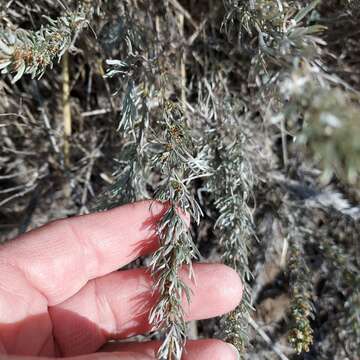 Image of scabland sagebrush