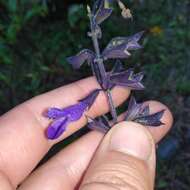 Salvia concolor Lamb. ex Benth. resmi