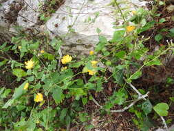 Image of coastal Indian mallow