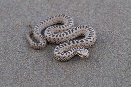 Image of Vipera berus sachalinensis Zarevsky 1917