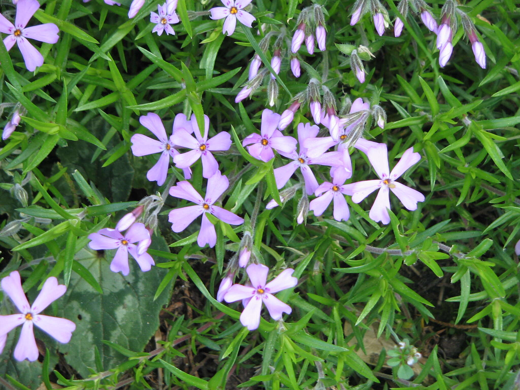 Image of moss phlox