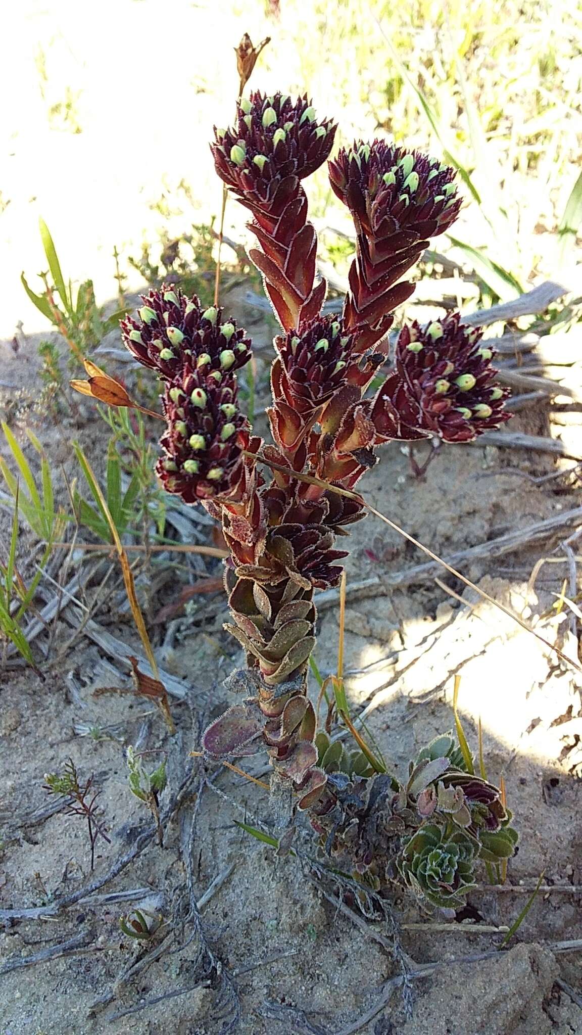 Image of Crassula dejecta Jacq.