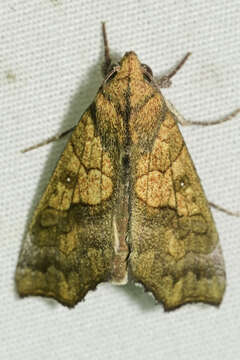 Image of Yellow Scallop Moth