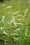 Image of Astragalus melilotoides Pall.