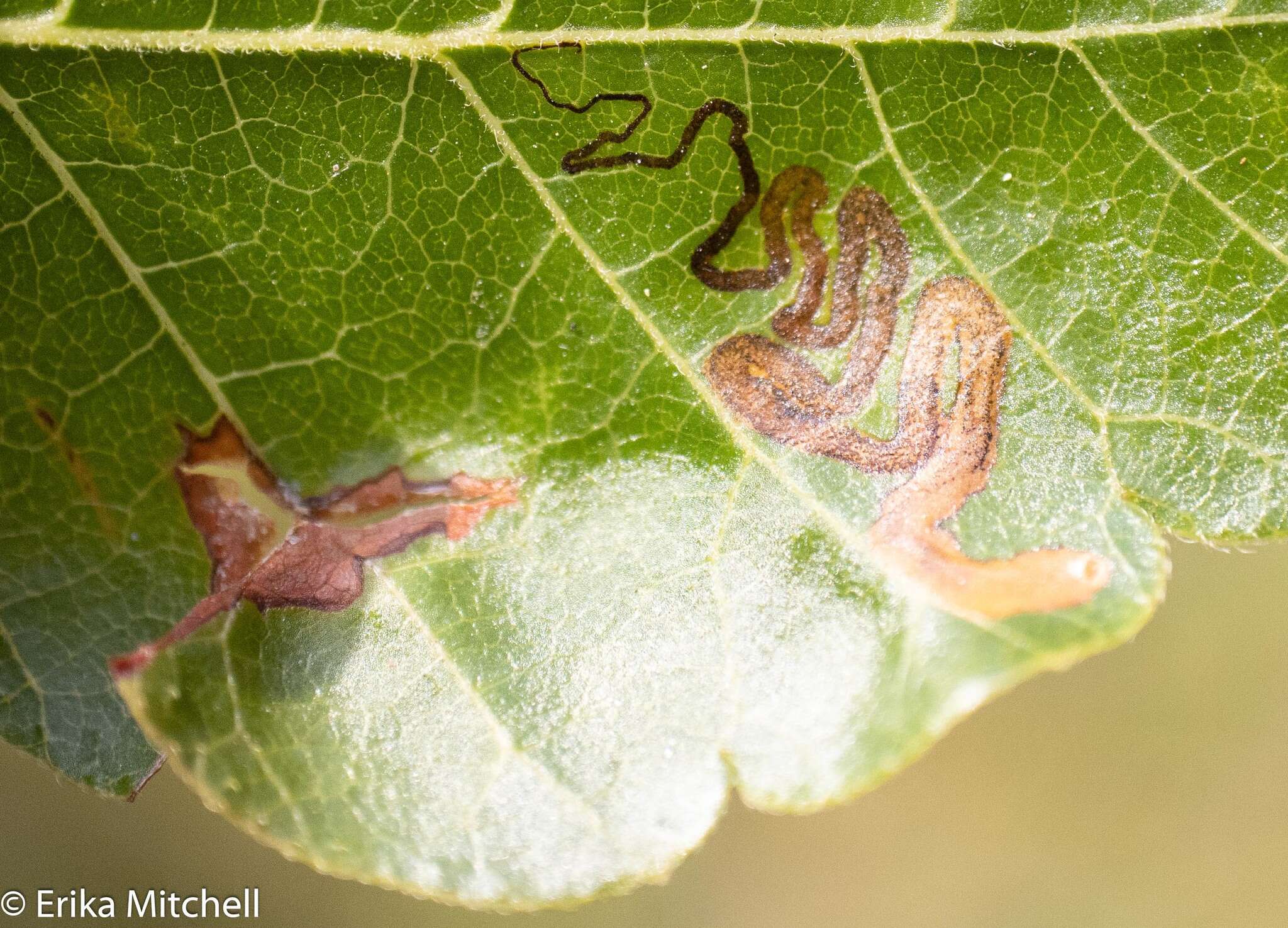 Sivun Stigmella intermedia (Braun 1917) Wilkinson et al. 1979 kuva