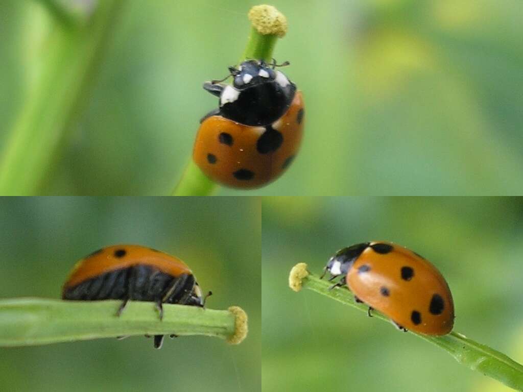 Image of 11-spot ladybird