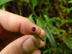 Image of Pleurothallis ruscaria Luer