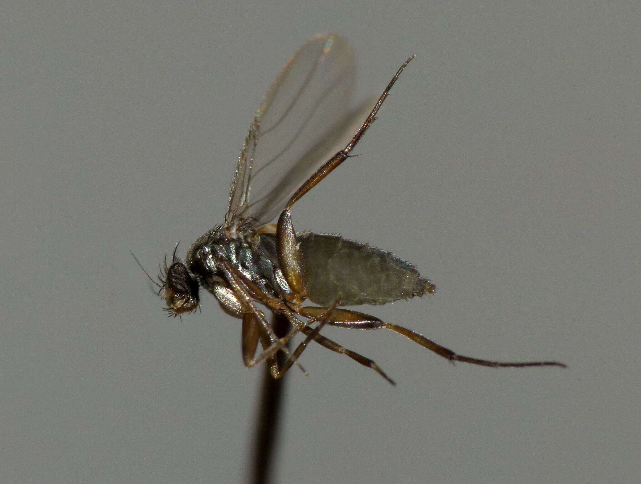 Image of Hump-backed fly