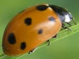 Image of 11-spot ladybird