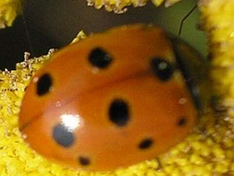 Image of 11-spot ladybird