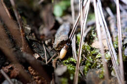 Image of Luciola filiformis E. Olivier 1913