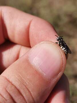 Triepeolus tristis (Smith 1854) resmi