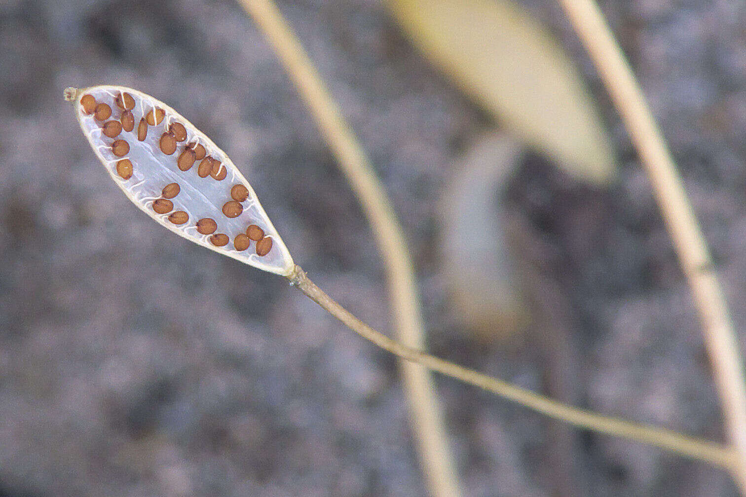 Image of common whitlowgrass