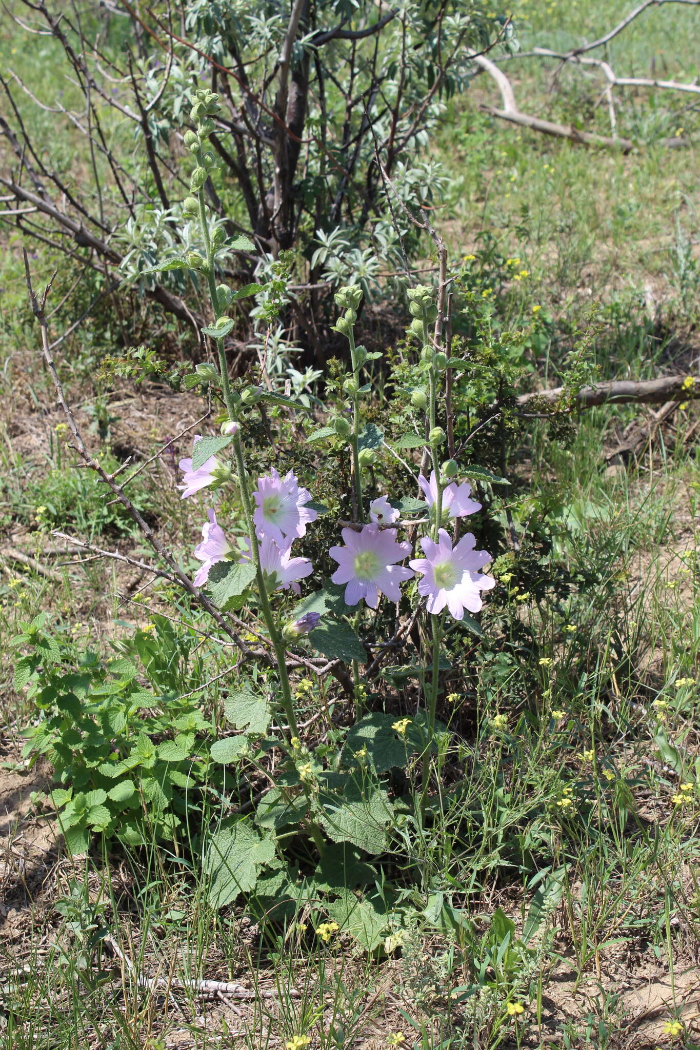 Image of hollyhock