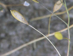 Image of common whitlowgrass