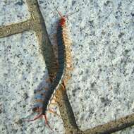 Image of Scolopendra subspinipes mutilans