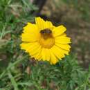 Imagem de Eristalis cerealis Fabricius 1805