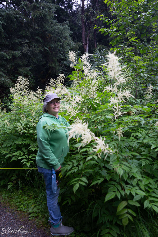 Aruncus dioicus var. acuminatus (Rydb.) Rydb. ex H. Hara的圖片