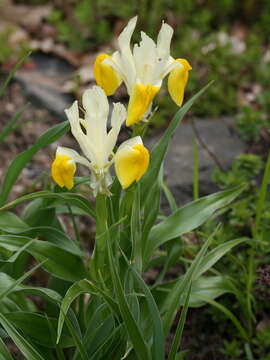 Image of Iris bucharica Foster