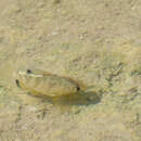 Image of Yucatan pupfish