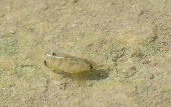 Image of Yucatan pupfish