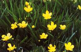 Image of Buttercup