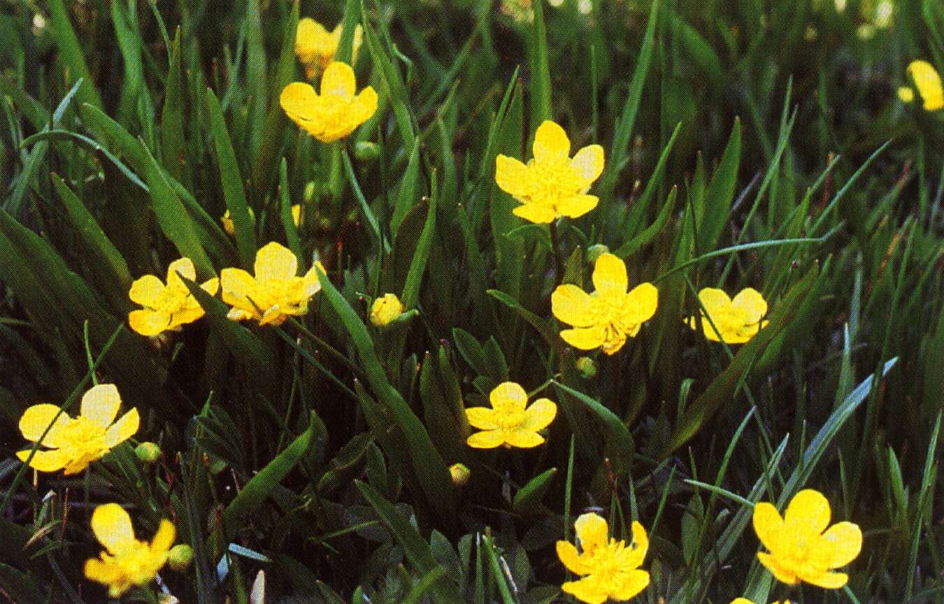 Image of Buttercup