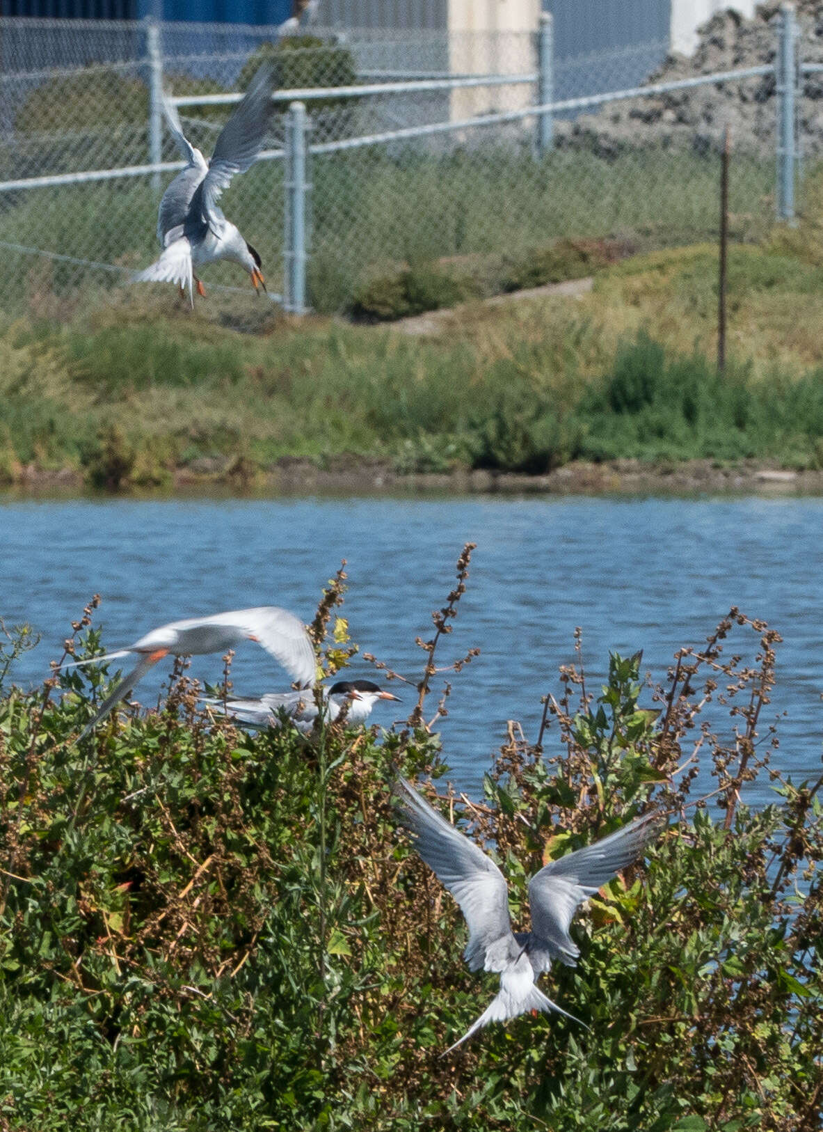 Image of Forster's Tern