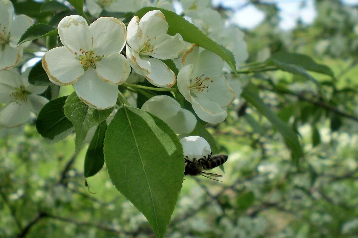 Imagem de Malus baccata (L.) Borkh.