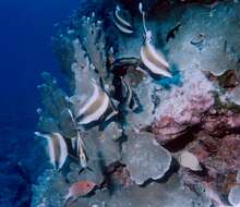 Image de Poisson cocher du Pacifique