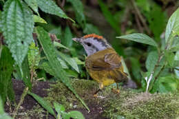 Myiothlypis coronata (Tschudi 1844)的圖片