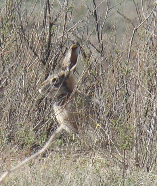 Image of rabbits and hares