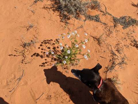 Trachymene glaucifolia (F. Müll.) Benth.的圖片