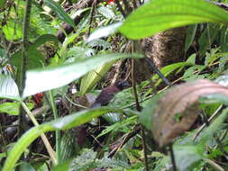 Image of Zeledon's Antbird