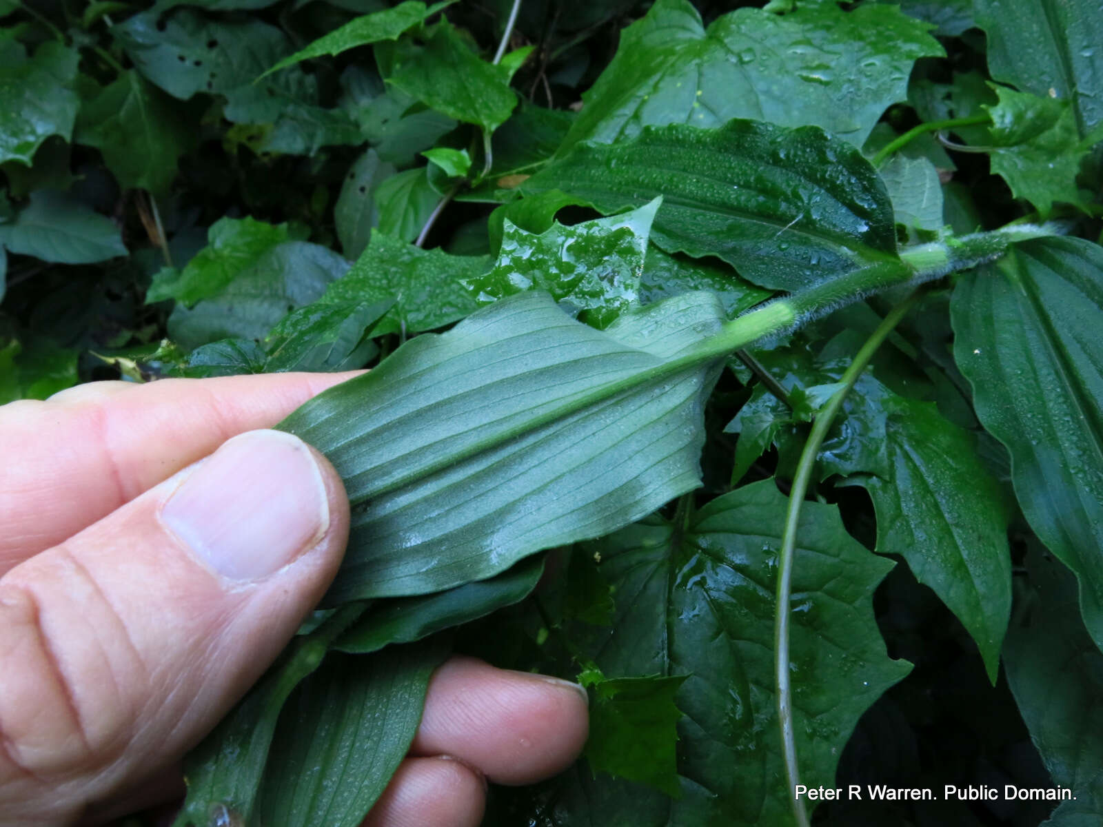 Image of Clinging aneilema