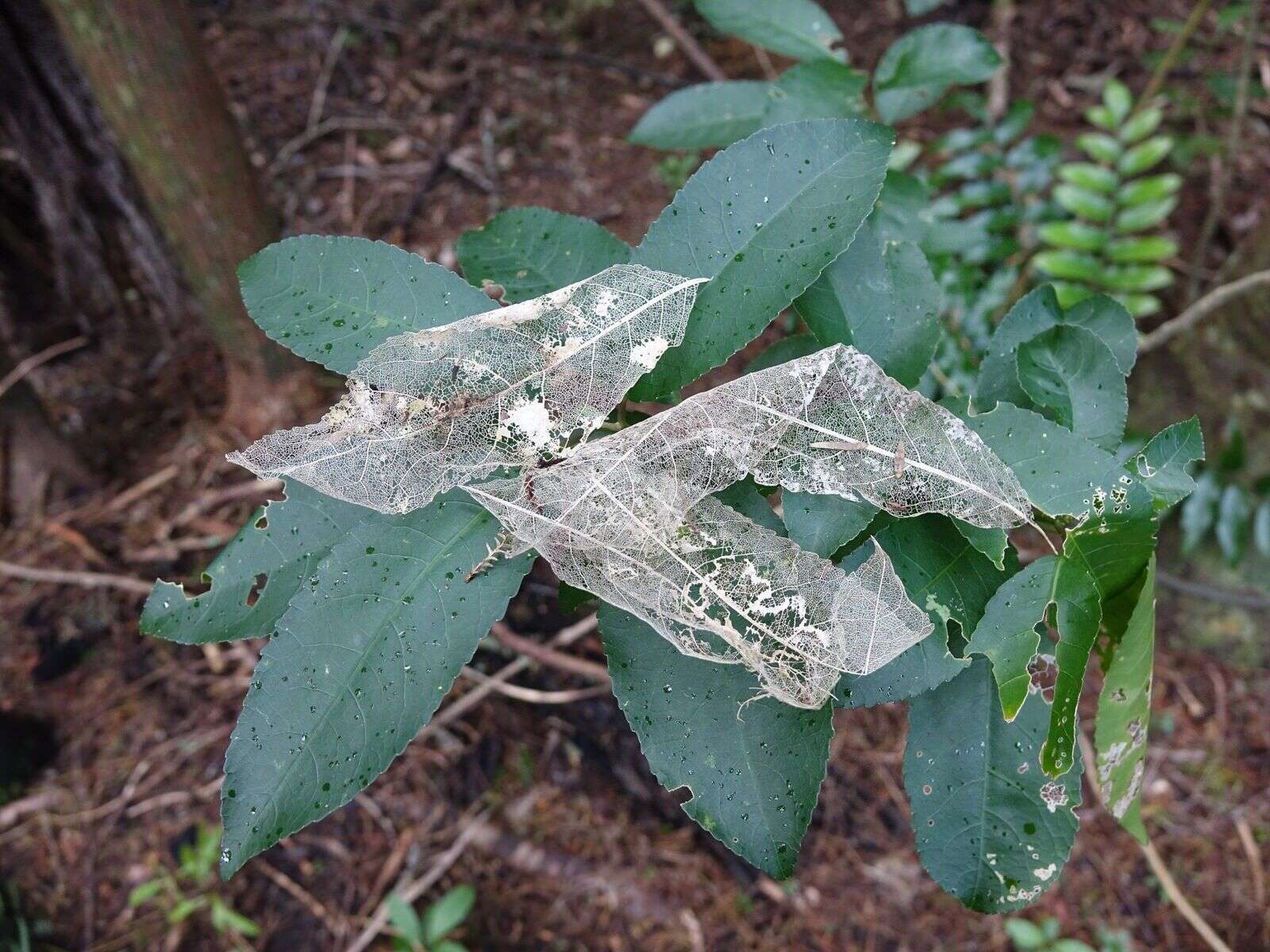 Image of Melicytus ramiflorus subsp. ramiflorus