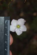 Image de Drosera liniflora Debbert