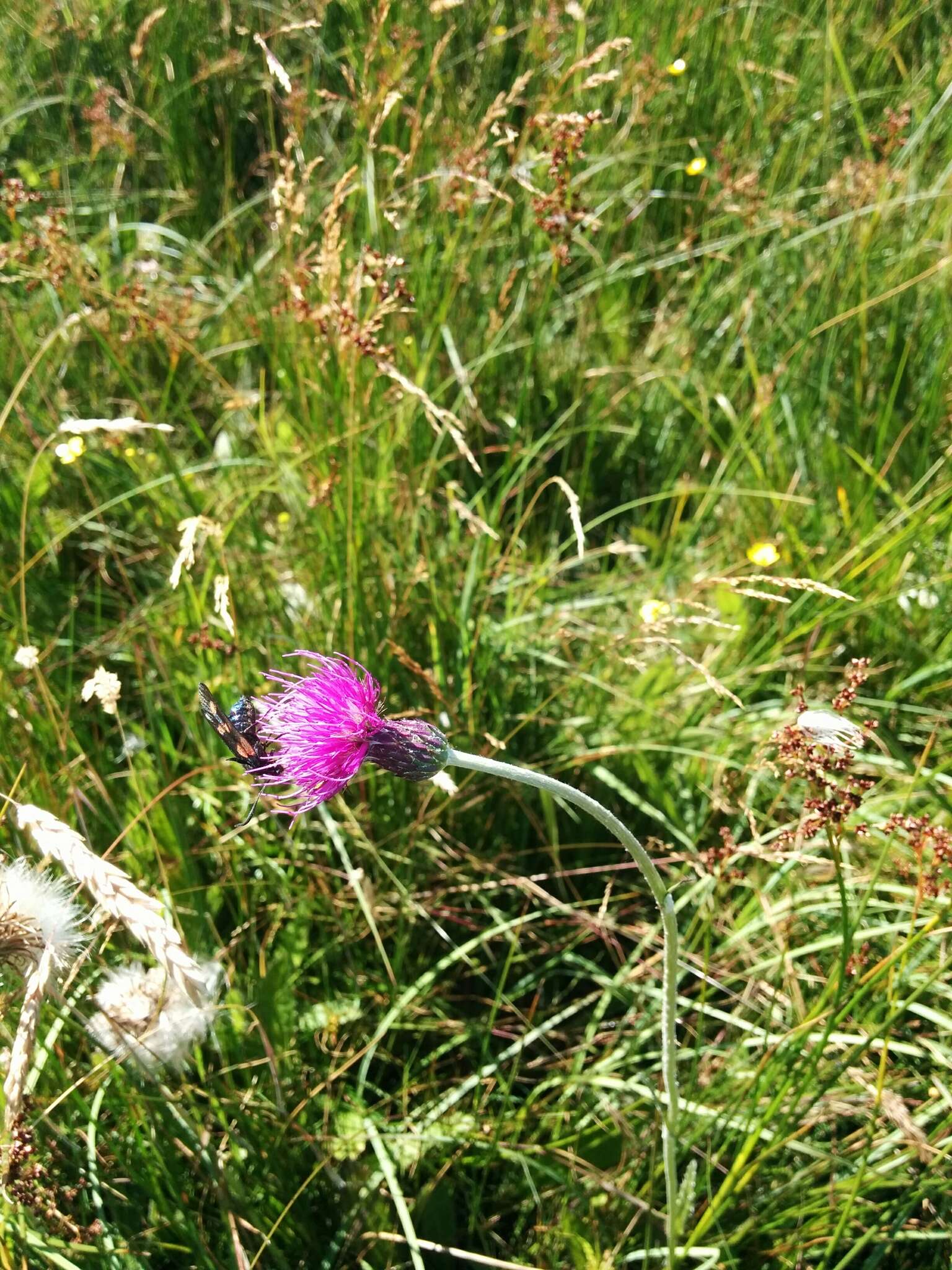 Image of meadow thistle